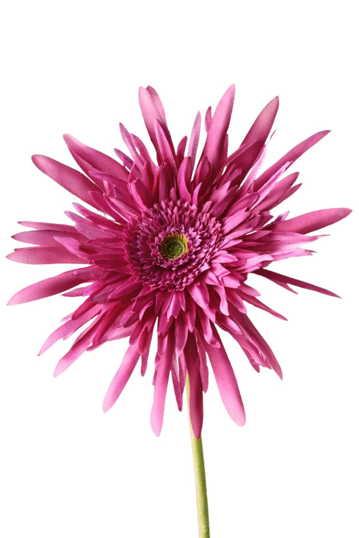 Gerbera Spider-Fuschia