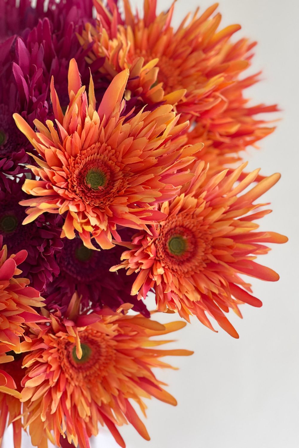 Gerbera Spider-Fuschia