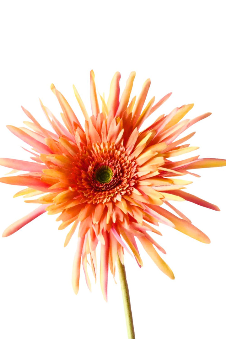 Gerbera Spider-Orange