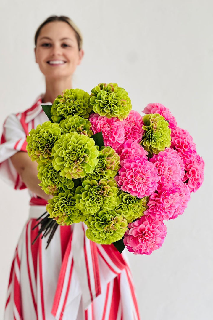 Dahlia Pompon