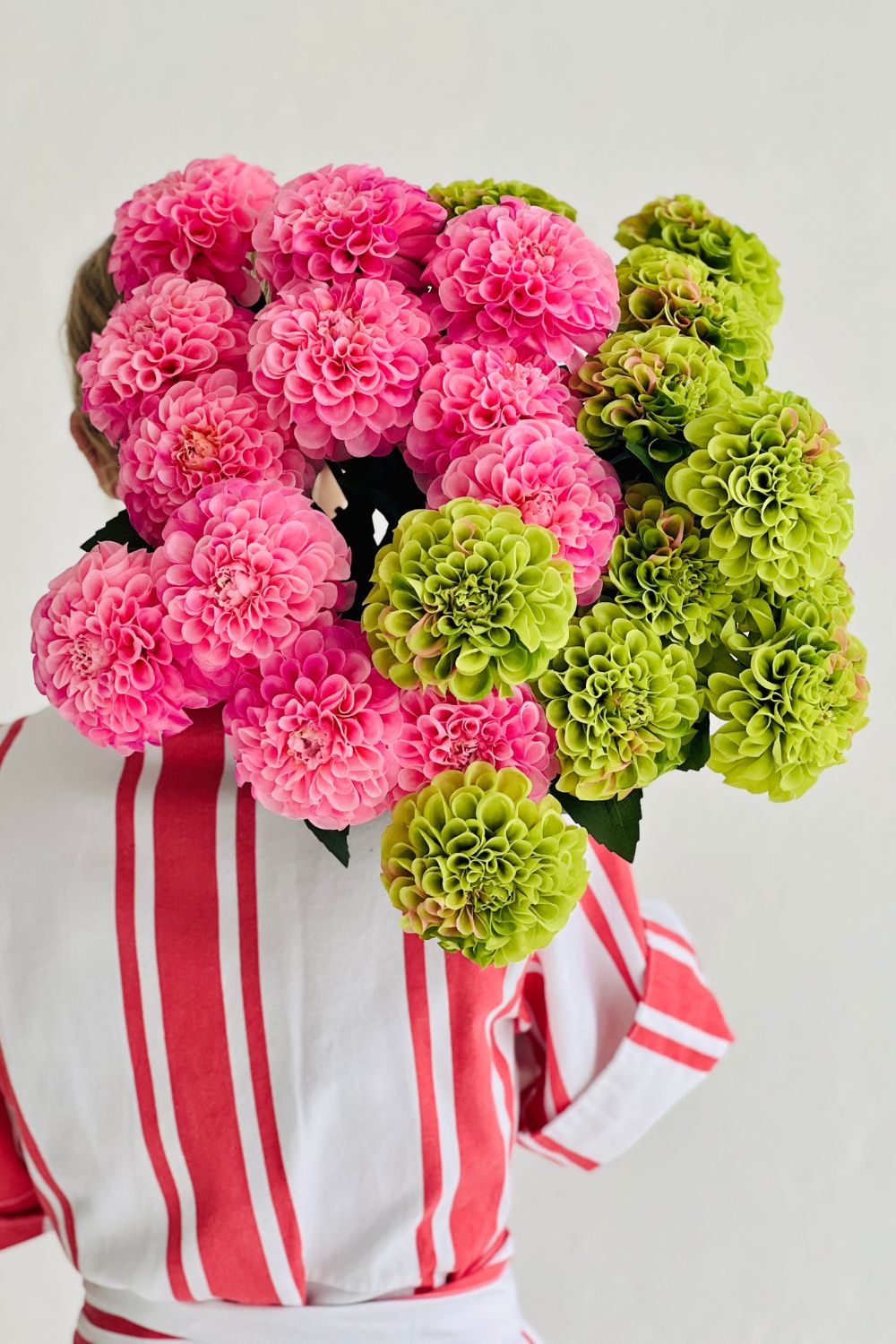 Dahlia Pompon