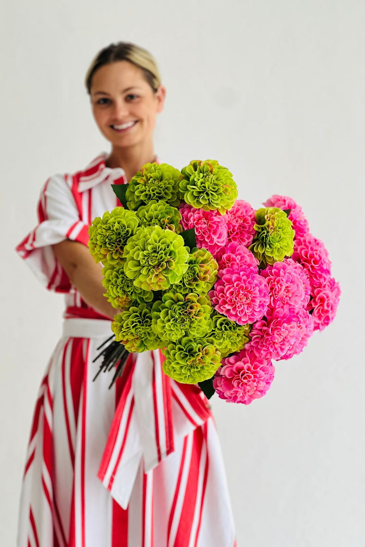 Dahlia Pompon