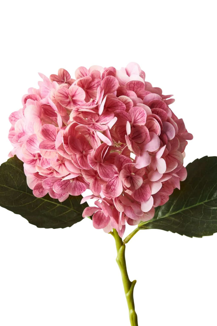 Hydrangea Pink Mauve