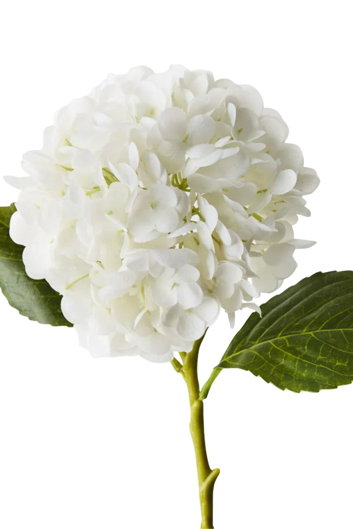 Hydrangea White