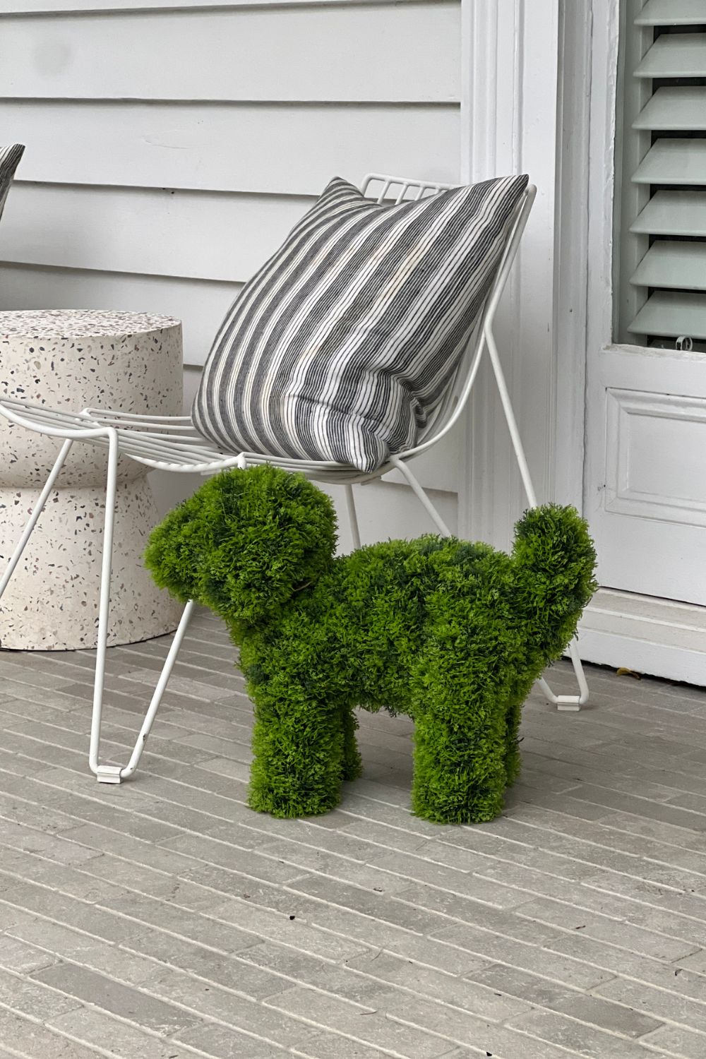 LUNA Topiary Cypress Puppy -