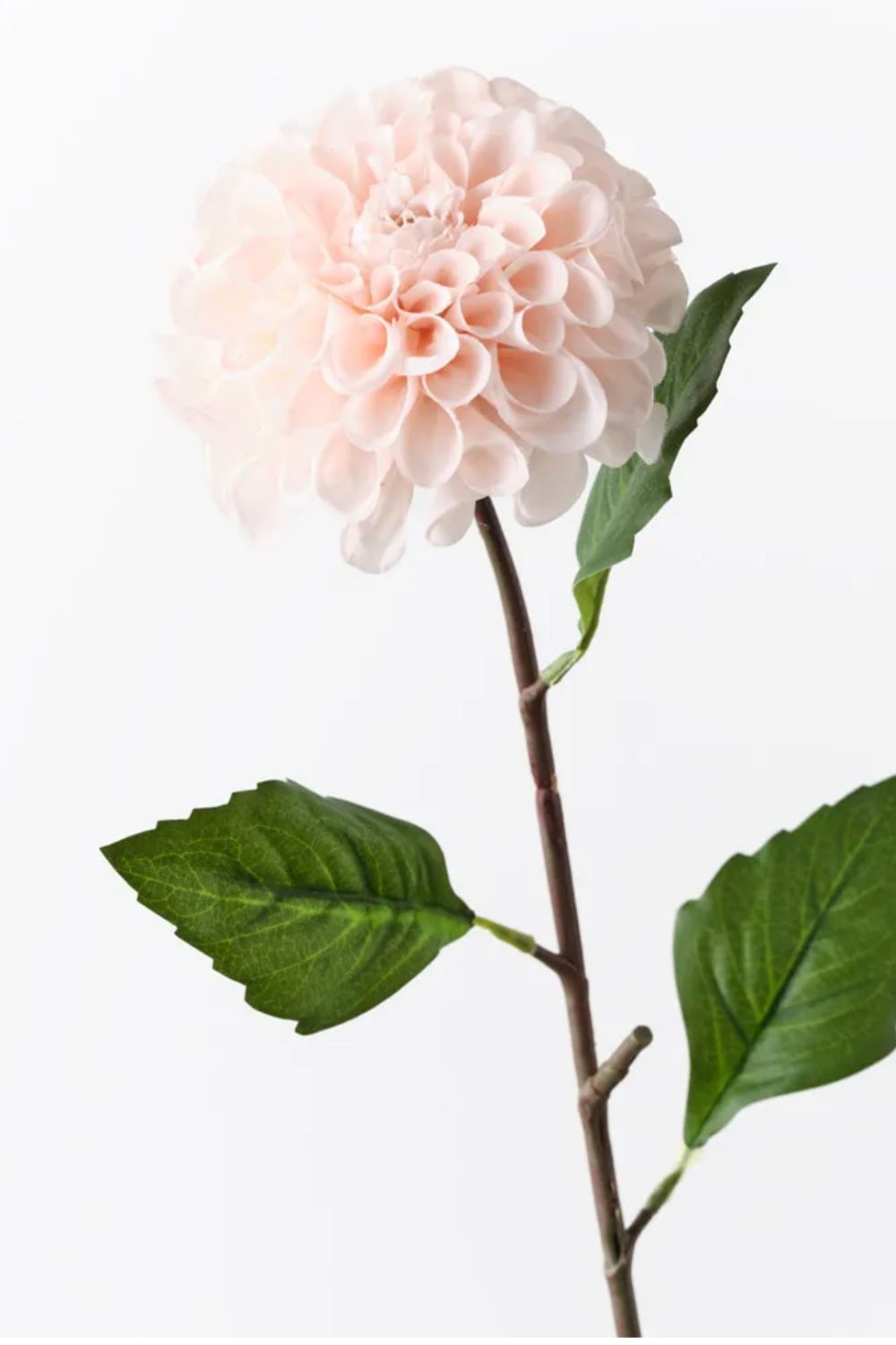 Dahlia Pompon Soft Pink - Crate Expectations