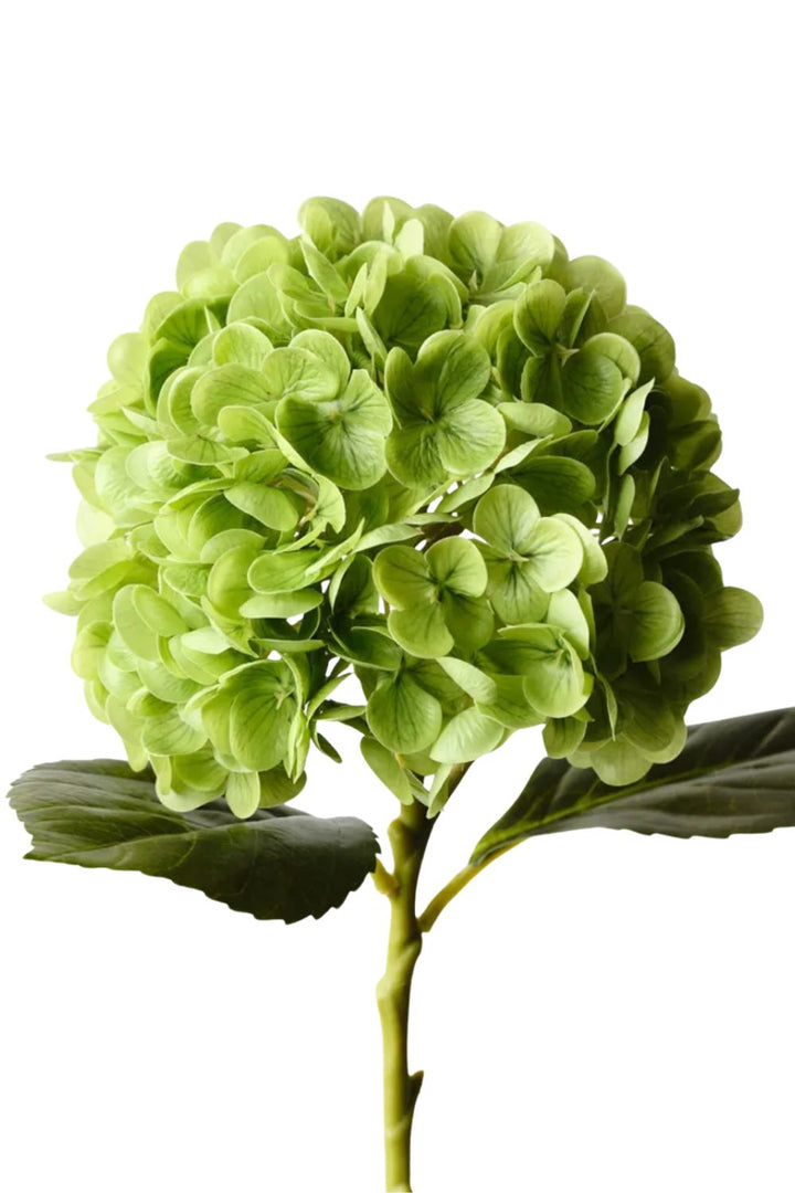 Hydrangea Green