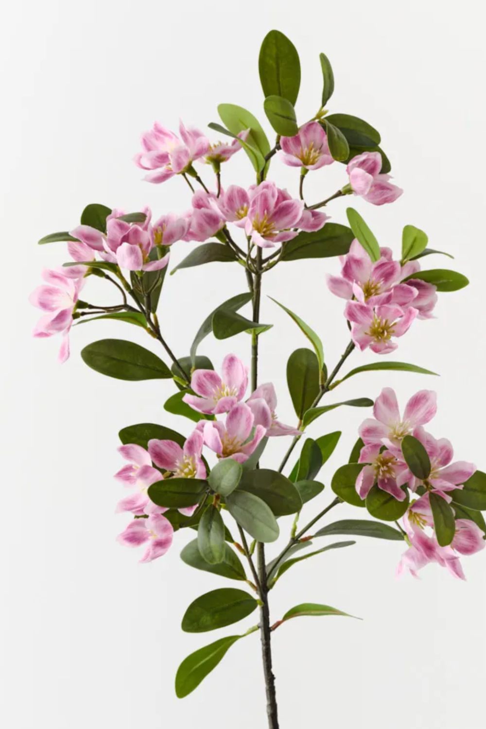 Blossom Peach - Crate Expectations