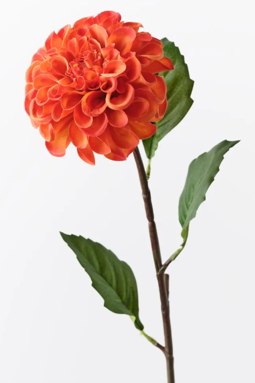 Dahlia Pompon Burnt Orange - Crate Expectations