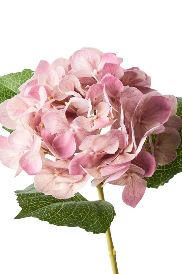 Hydrangea Dusty Pink