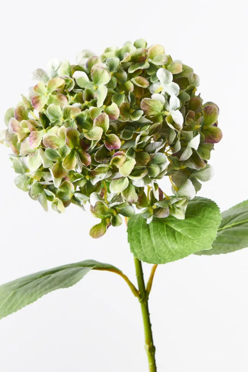 Hydrangea Mixed Green - Crate Expectations