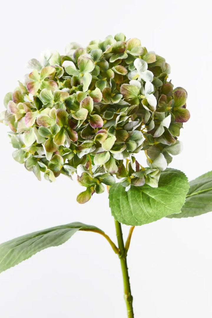 Hydrangea Mixed Green - Crate Expectations