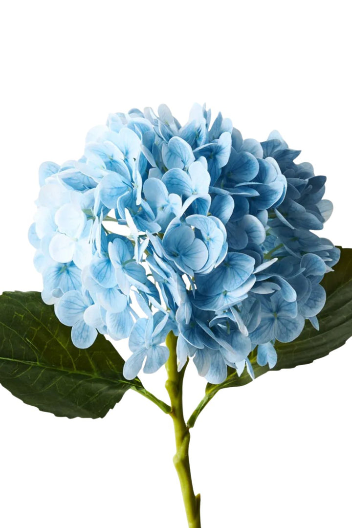 Hydrangea Light Blue