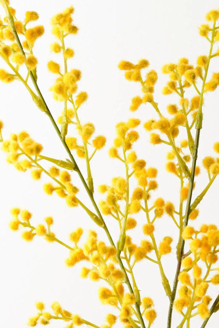 Wattle Spray
