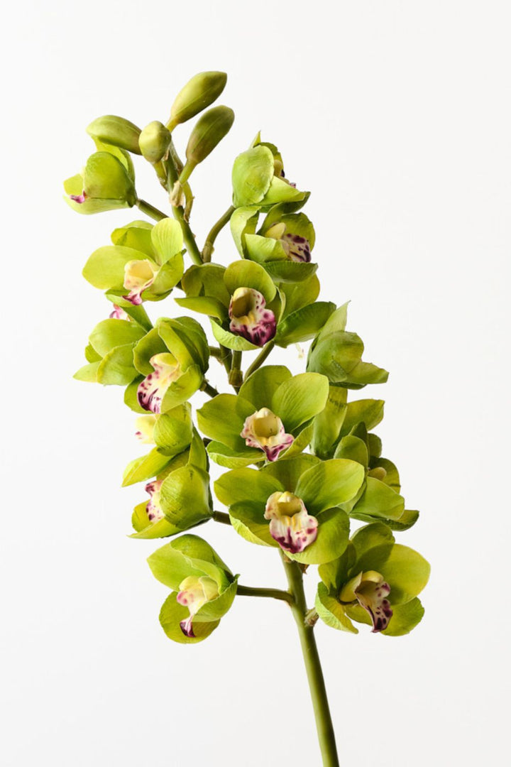 Orchid Cymbidium Green