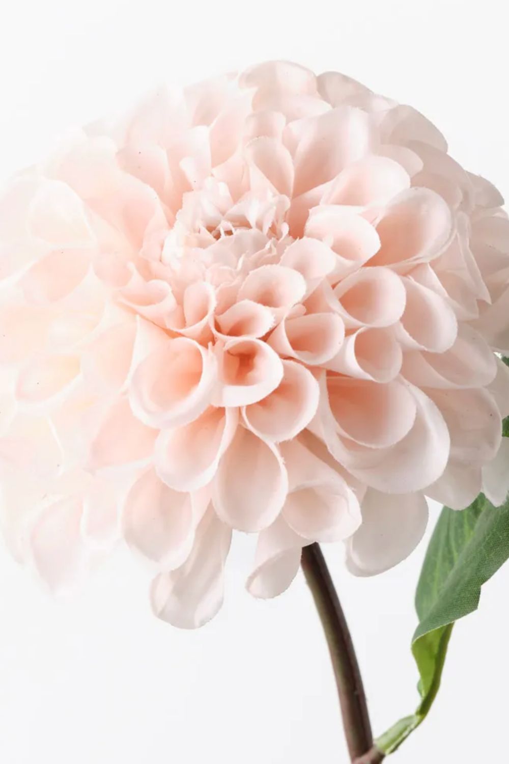 Dahlia Pompon Soft Pink - Crate Expectations