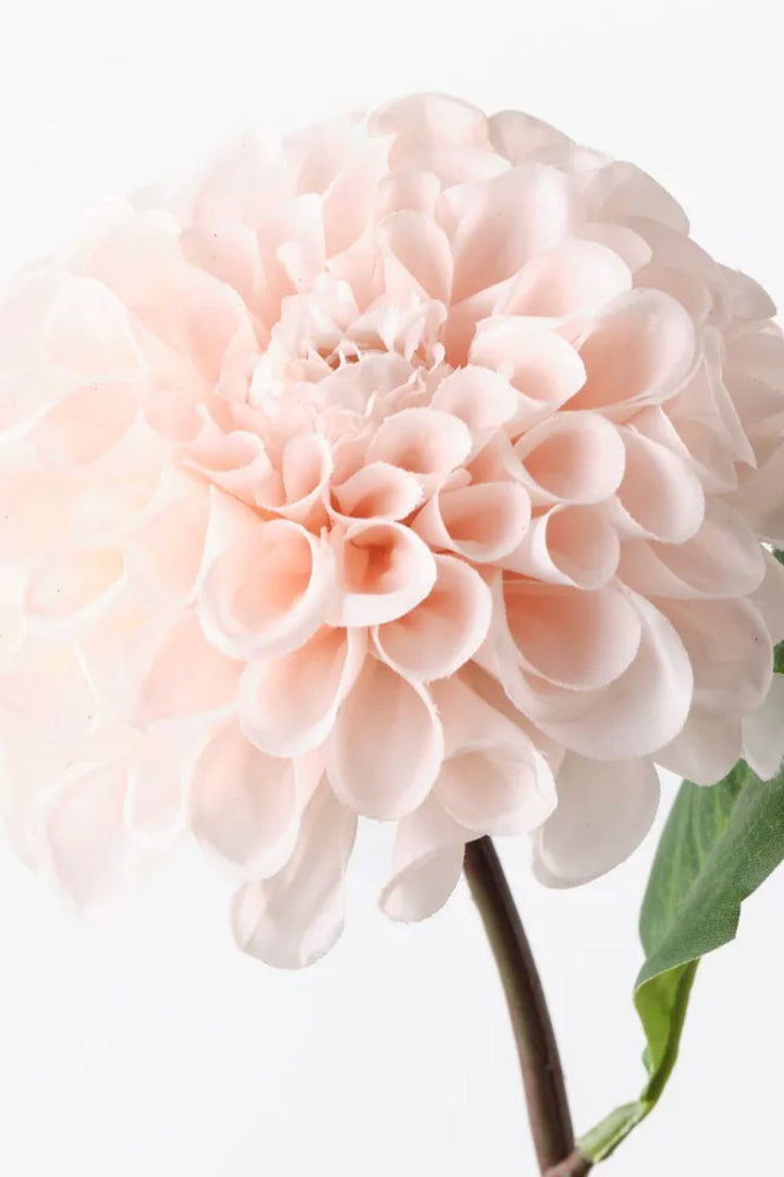 Dahlia Pompon Soft Pink - Crate Expectations