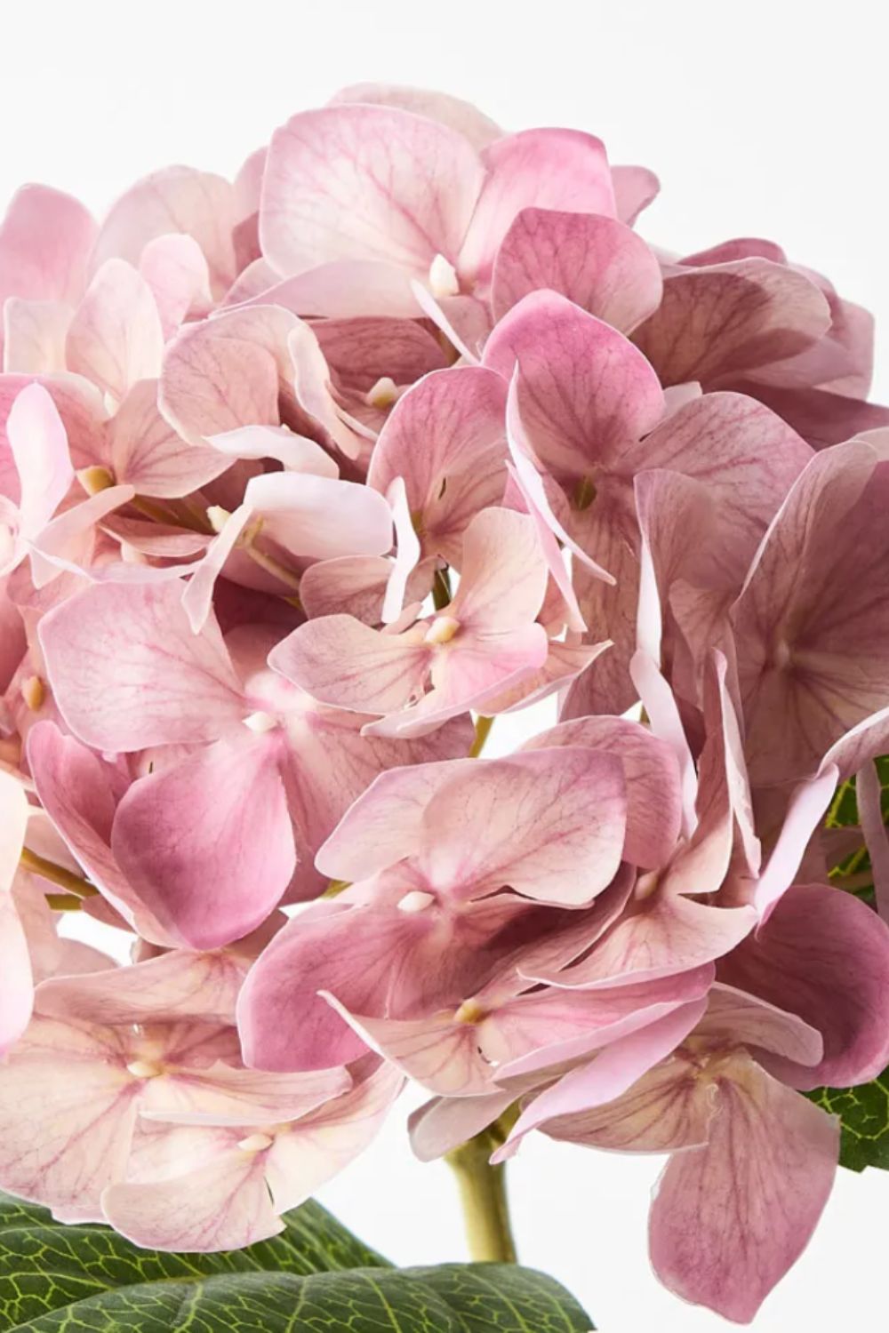 Hydrangea Dusty Pink