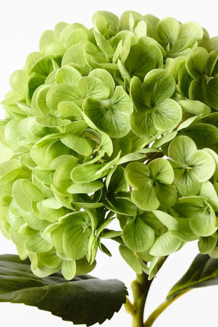 Hydrangea Green