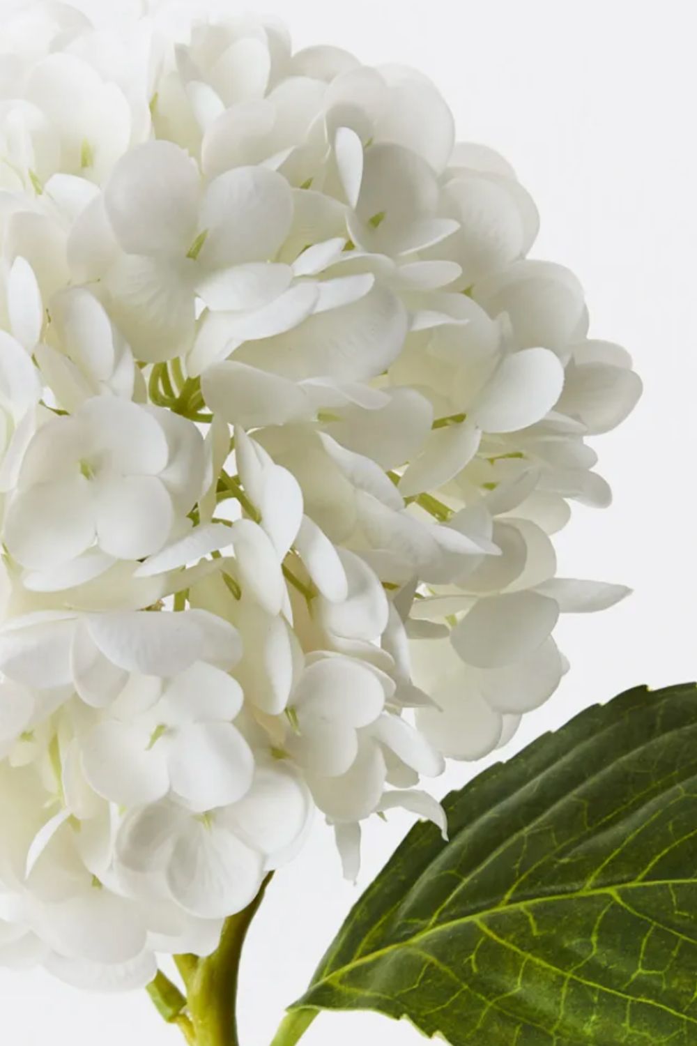 Hydrangea White