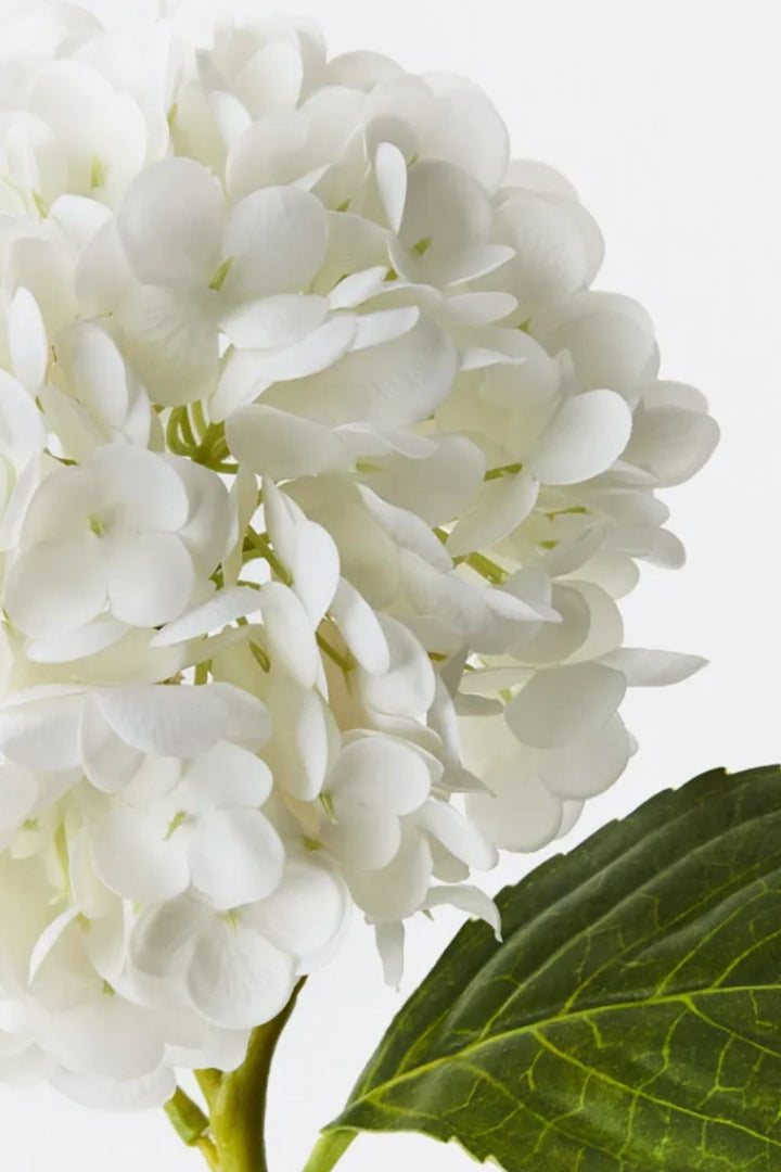 Hydrangea White