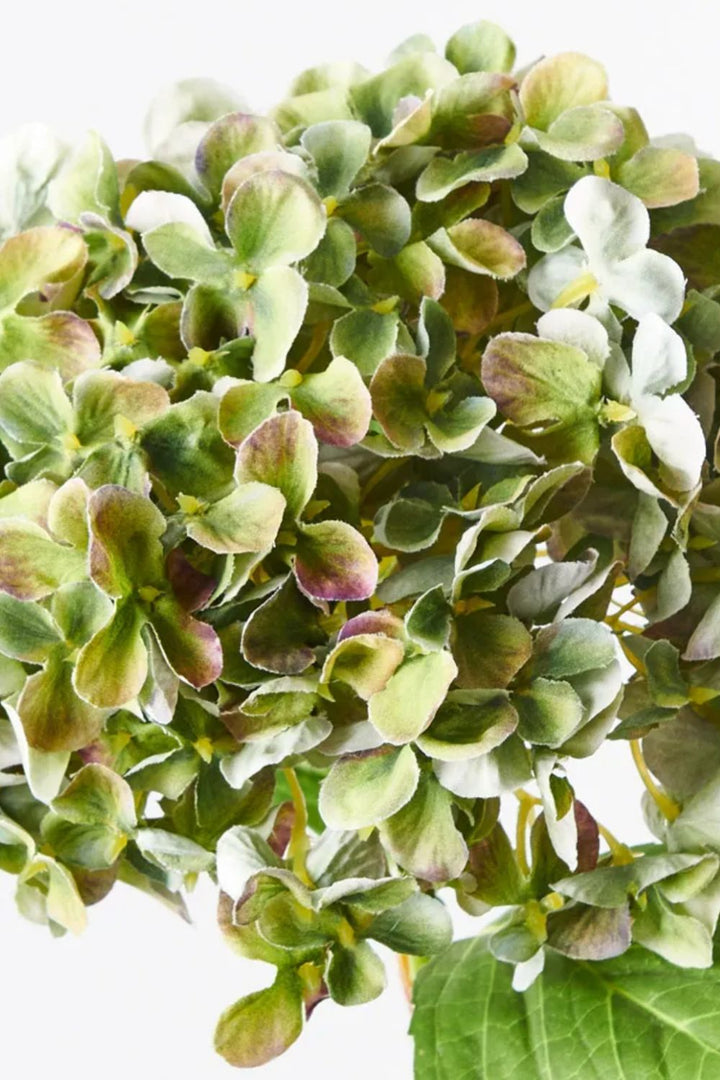Hydrangea Mixed Green - Crate Expectations