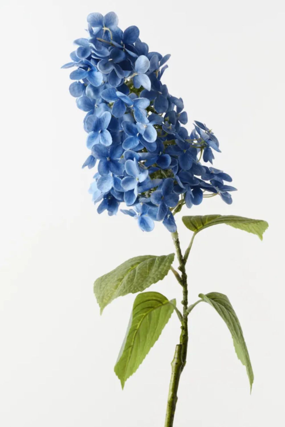 Cone Hydrangea Blue