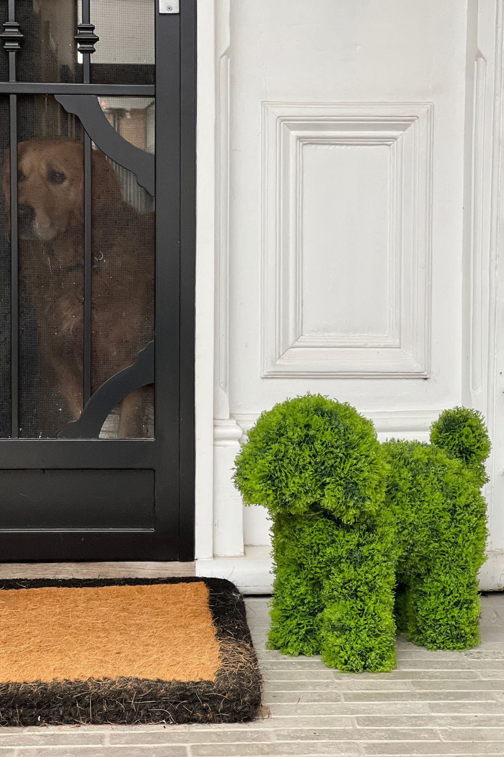 LUNA Topiary Cypress Puppy -