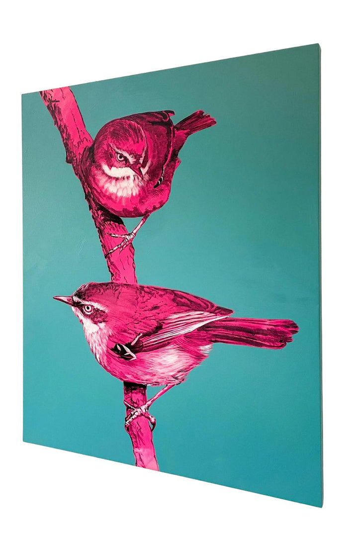 Australian Wren Study: White Browed Scrubwren- Geoffrey Carran