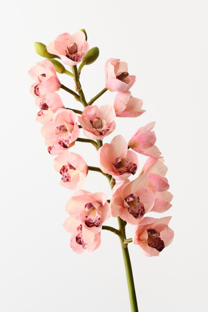 Orchid Cymbidium Light Pink