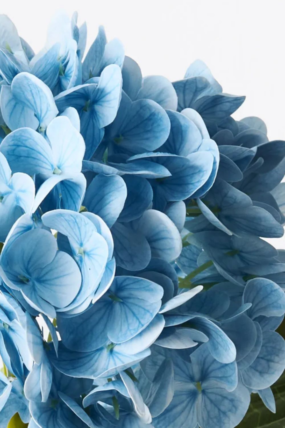 Hydrangea Light Blue