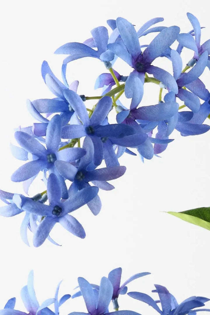 Petrea Queen Spray - Crate Expectations