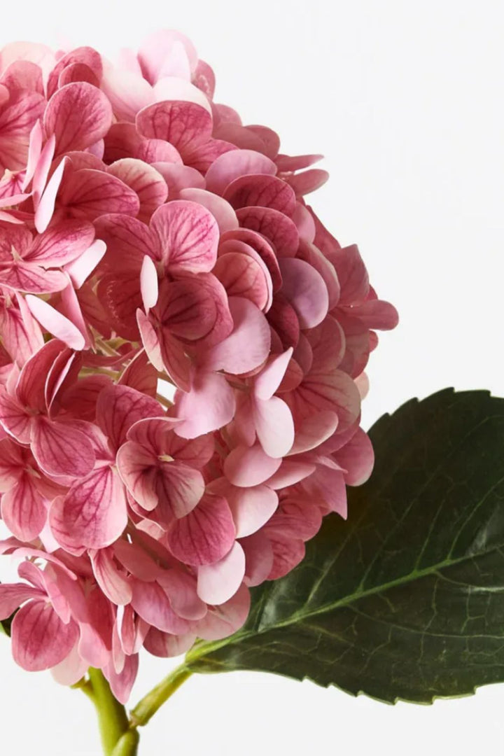 Hydrangea Pink Mauve