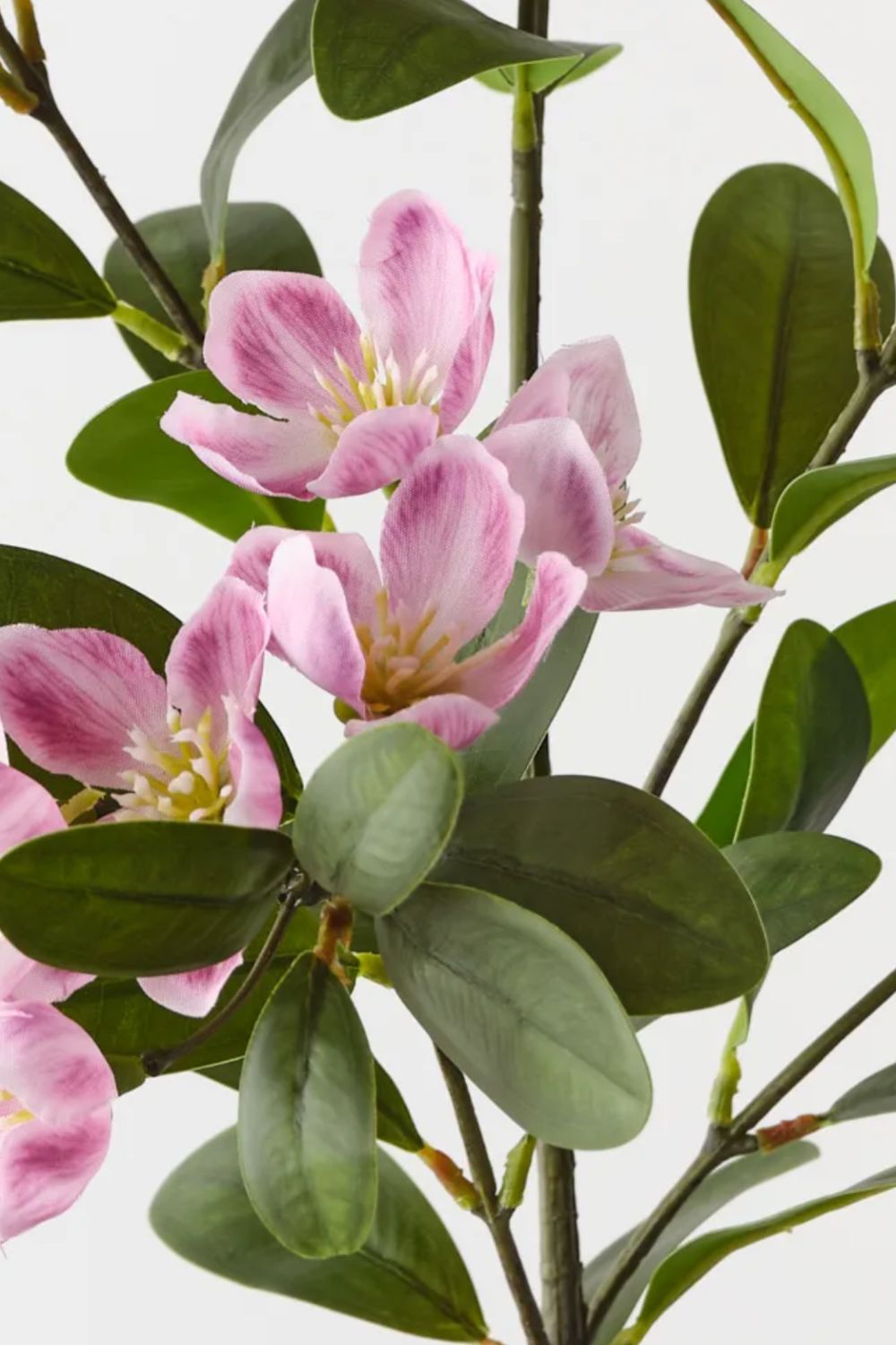 Blossom Peach - Crate Expectations