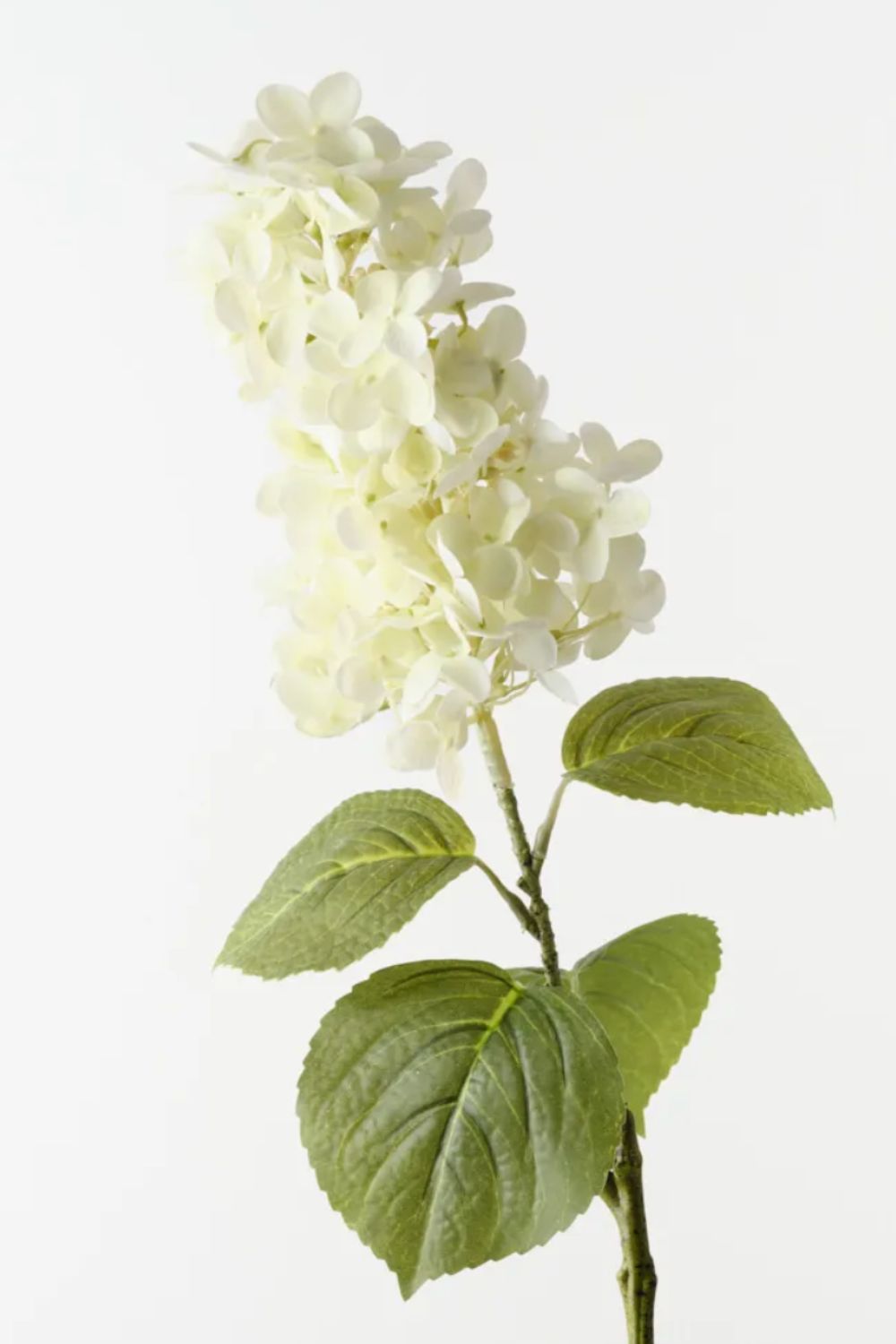 Cone Hydrangea Cream