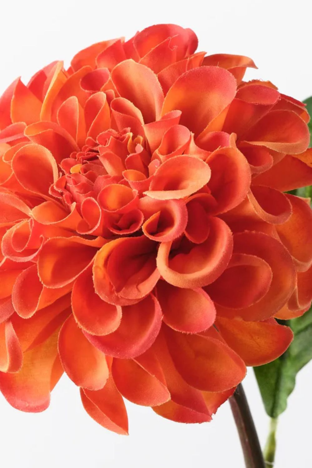 Dahlia Pompon Burnt Orange - Crate Expectations