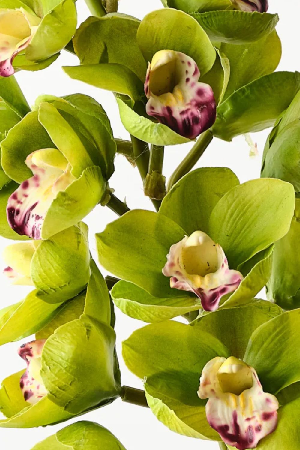 Orchid Cymbidium Green