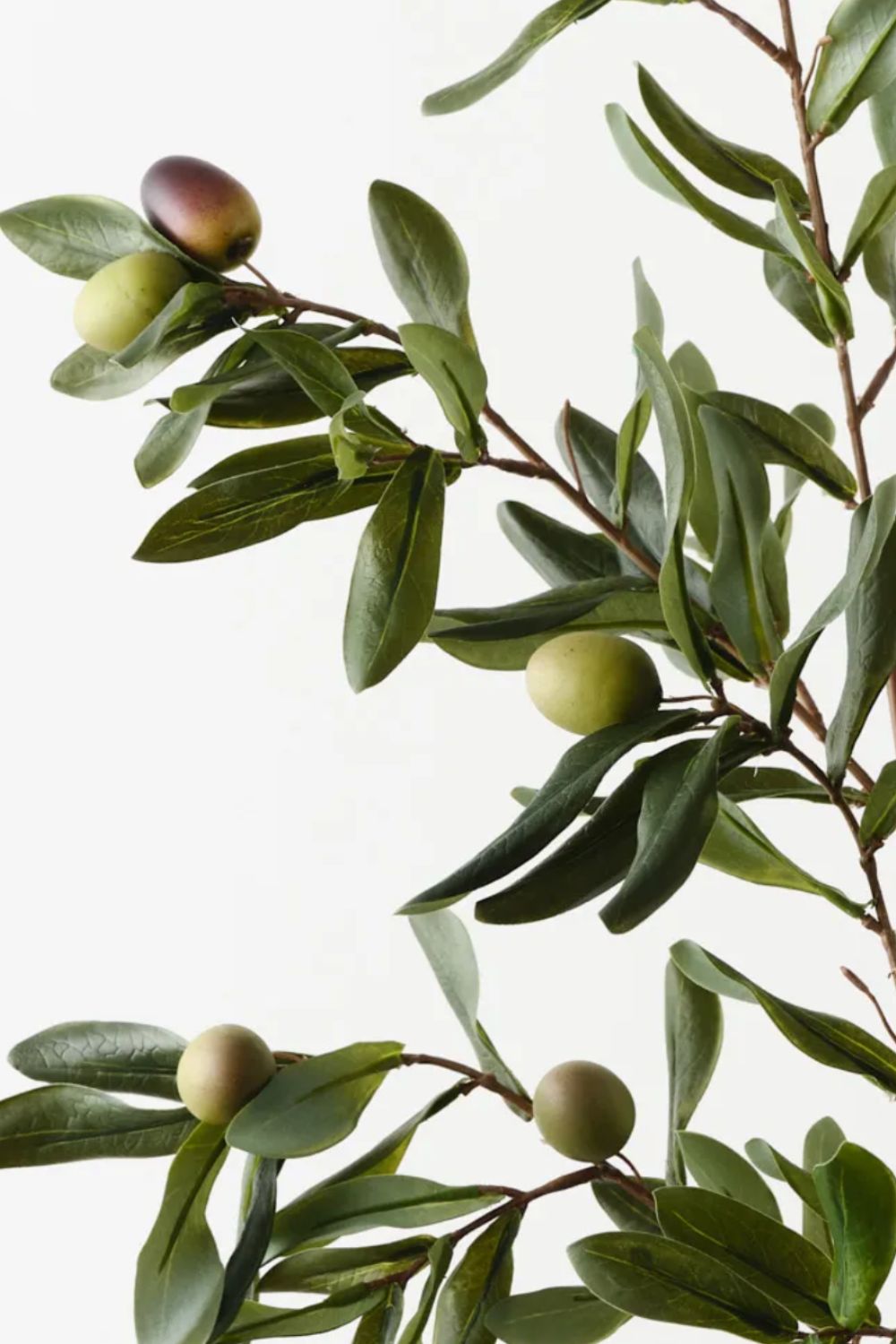 Olive Leaf Spray