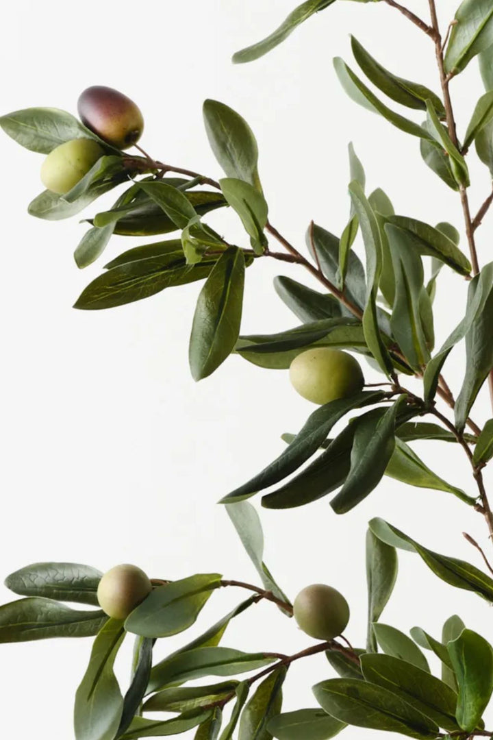 Olive Leaf Spray