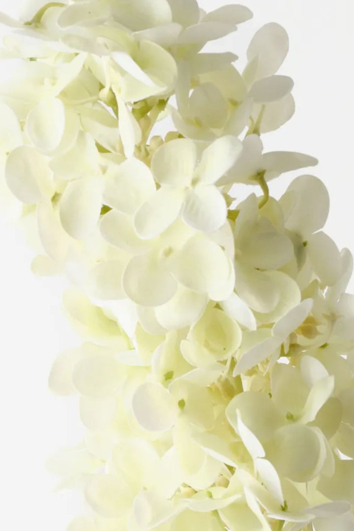 Cone Hydrangea Cream