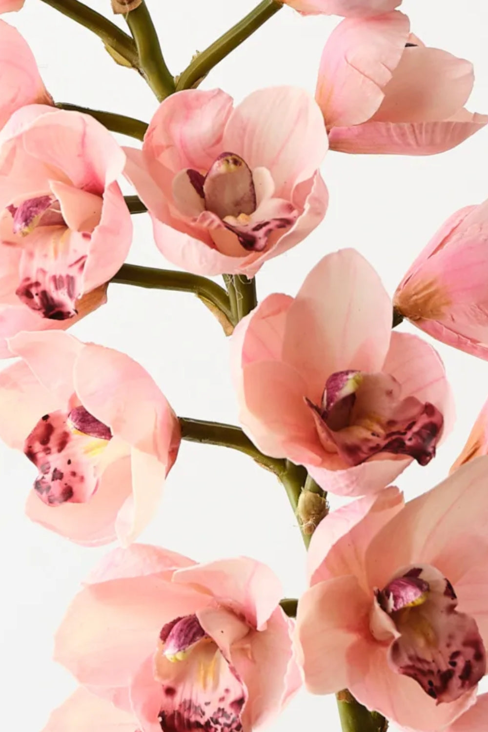 Orchid Cymbidium Light Pink