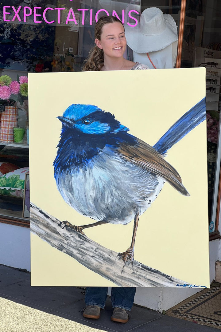 Australian Wren Study; Superb Fairy-wren