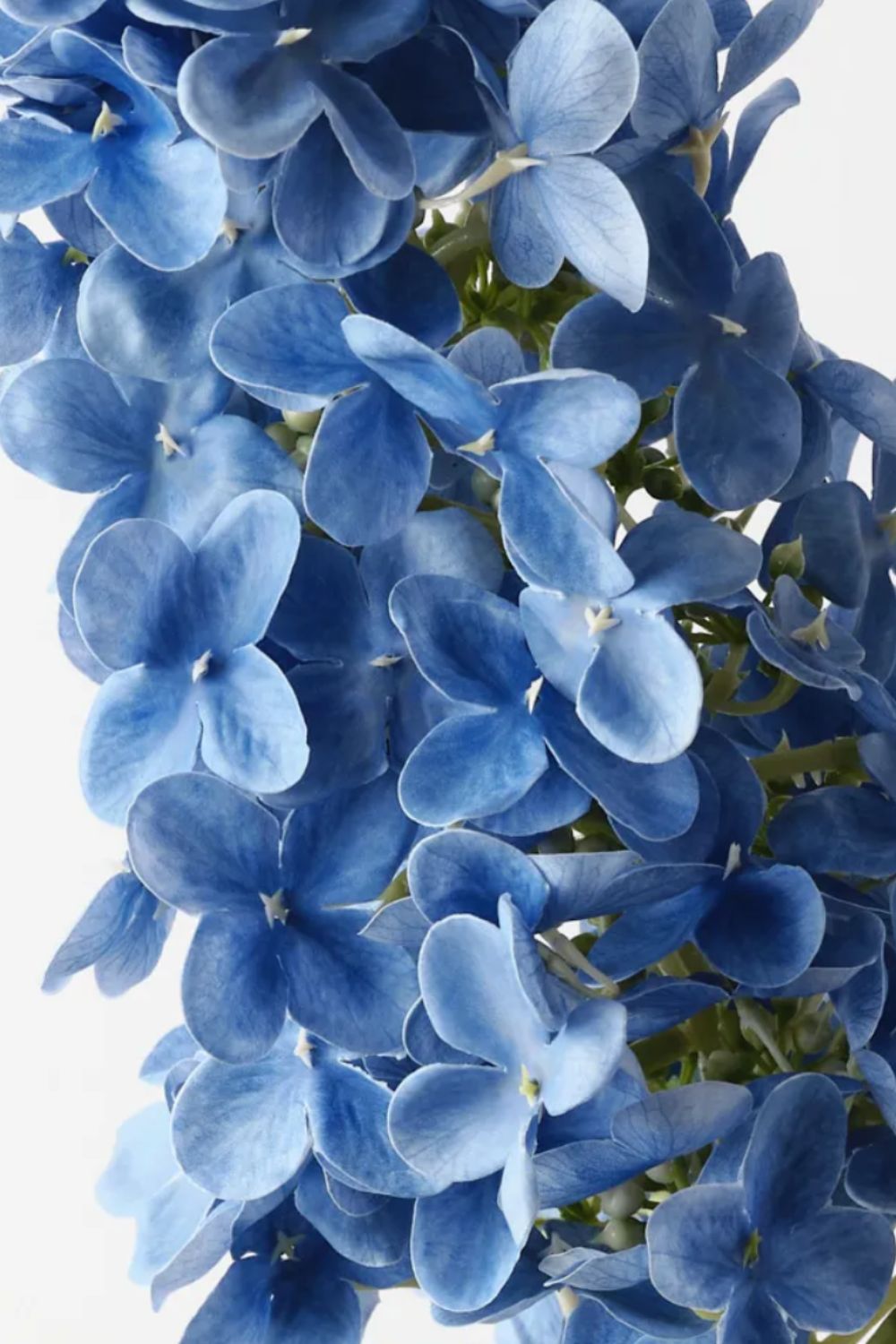Cone Hydrangea Blue