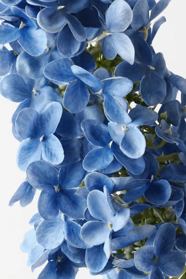Cone Hydrangea Blue