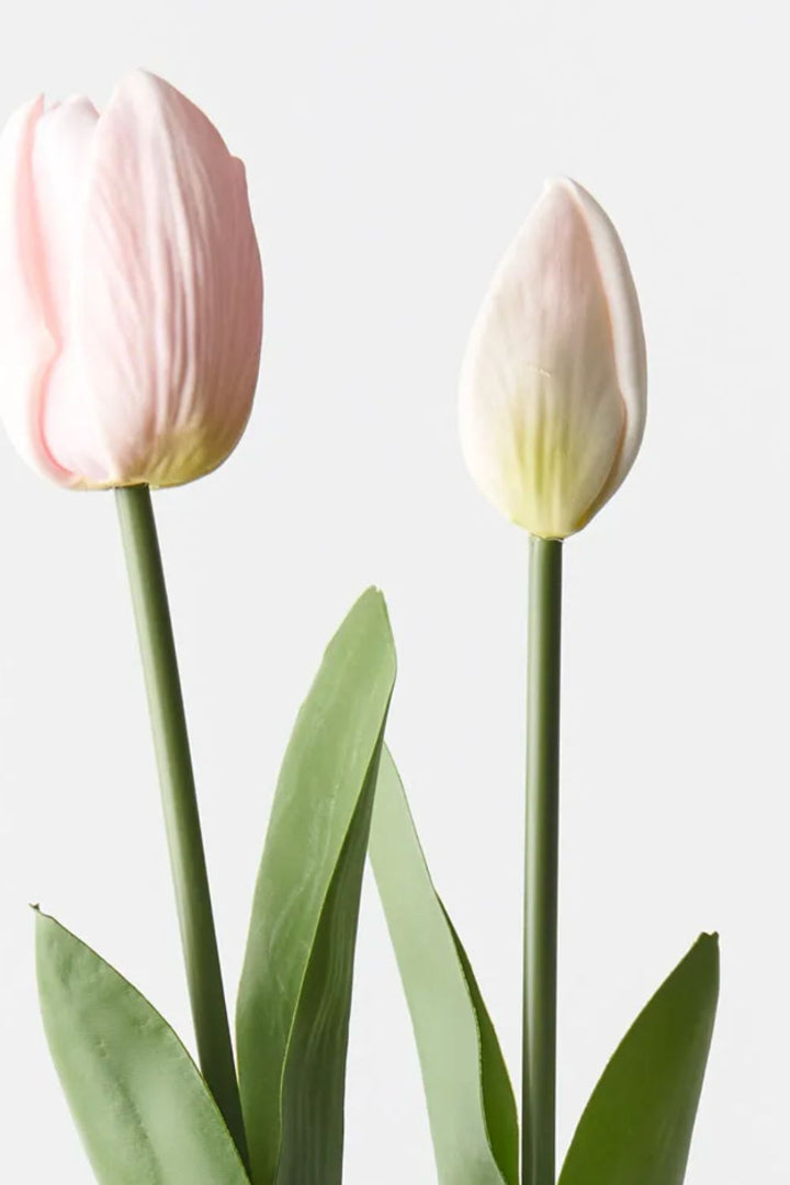 Tulip Bud & Bloom (set/2)