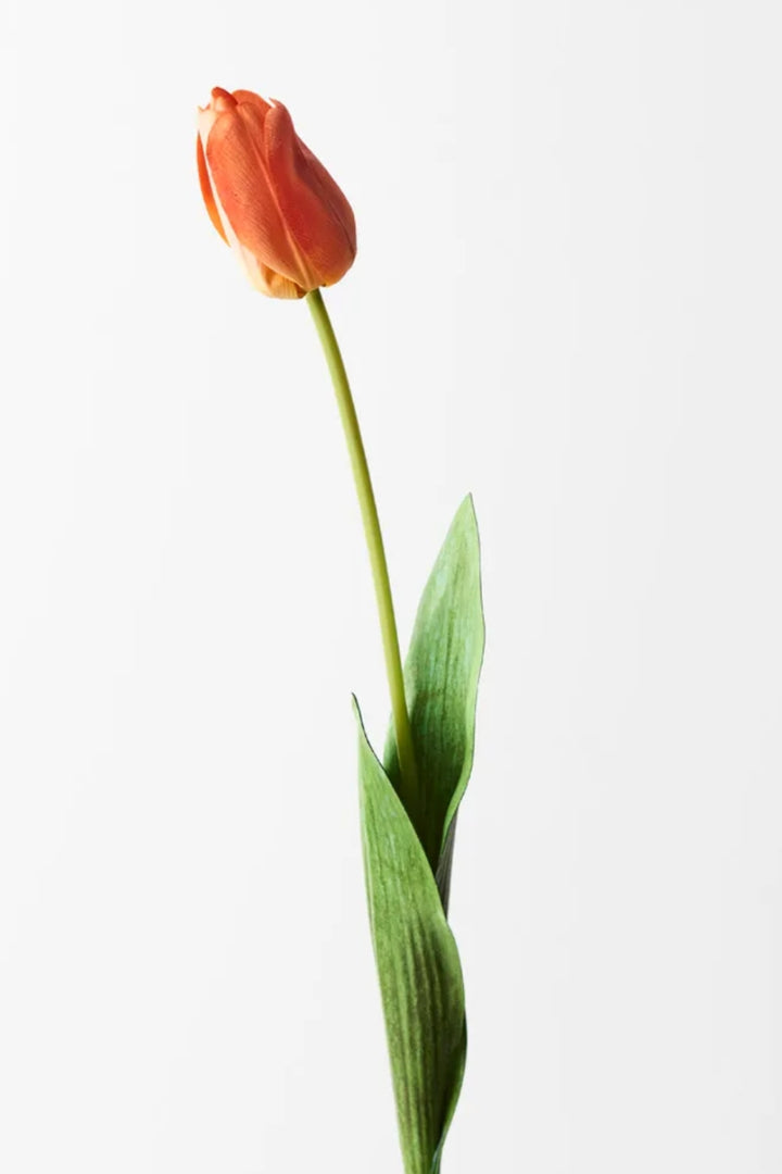 Tulip orange