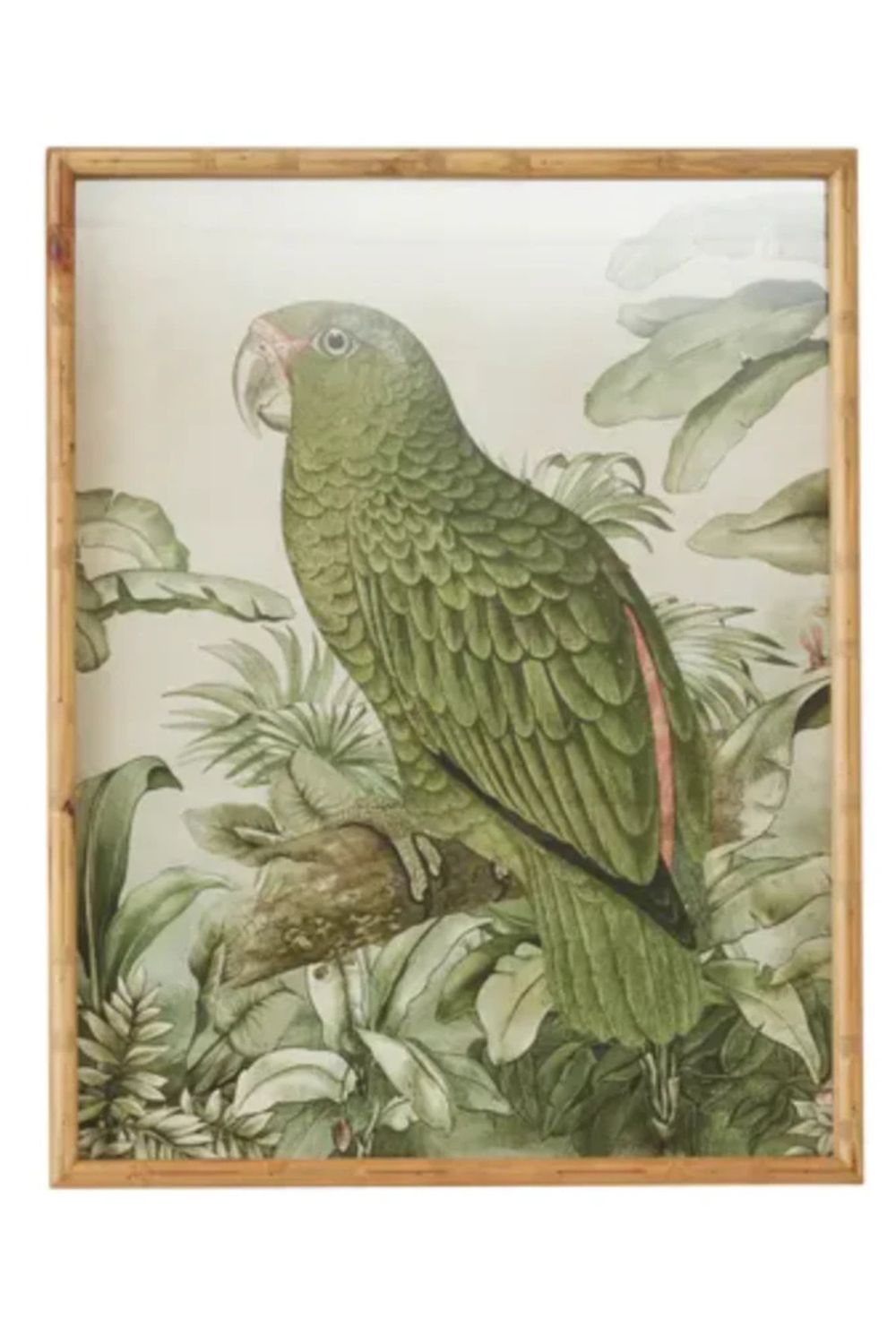 Parrots Glass Framed Prints - Crate Expectations