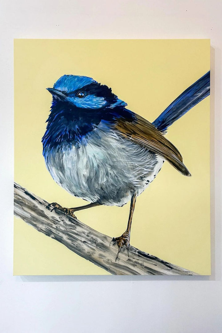 Australian Wren Study; Superb Fairy-wren