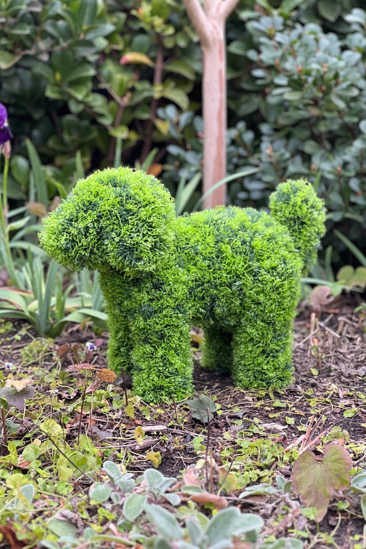 LUNA Topiary Cypress Puppy -