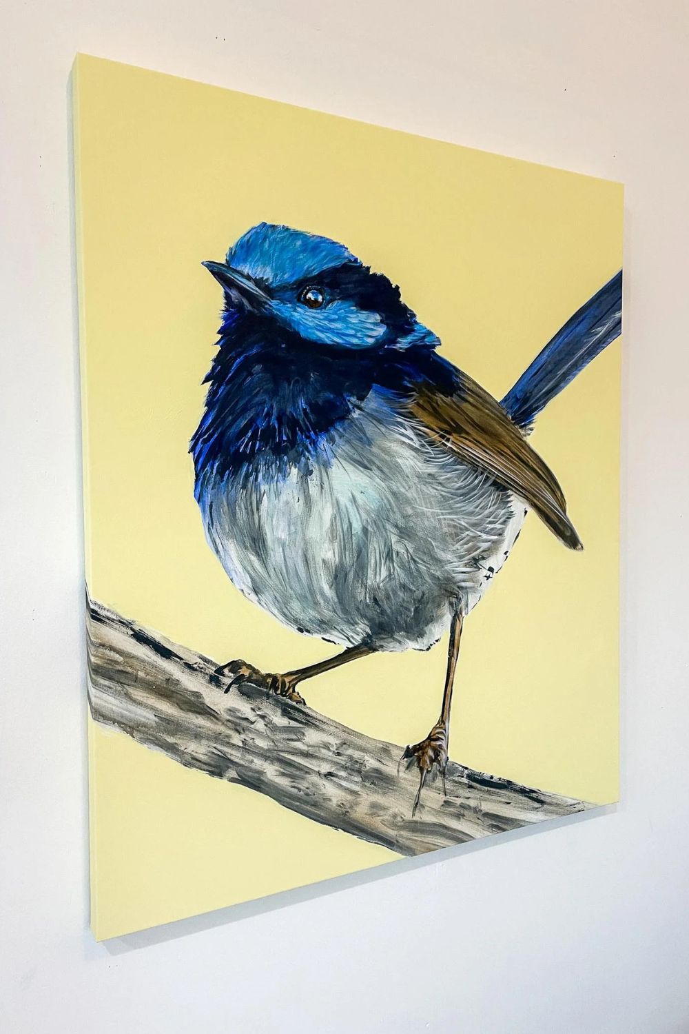 Australian Wren Study; Superb Fairy-wren